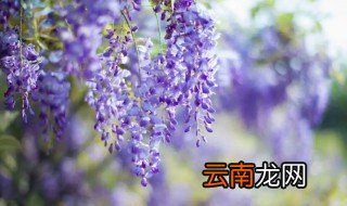 紫藤开花预示着什么意义 紫藤开花预示着什么