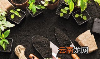 酢浆草适合什么季节播种，酢浆草适合什么时候播种
