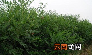 什么地方适合种植苦参树 什么地方适合种植苦参
