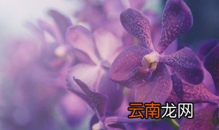 水吊兰花怎么养才能旺盛 吊兰花水中怎么养才能更旺盛