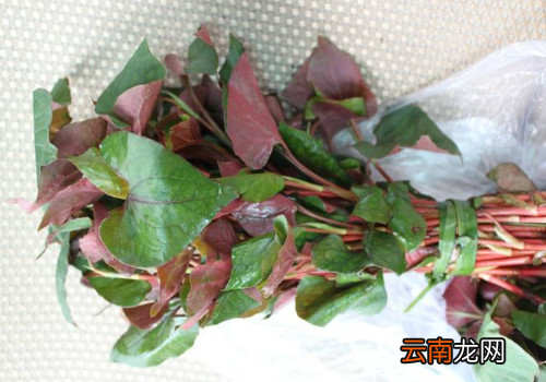鱼腥草可以给宝宝洗澡吗 鱼腥草怎么给宝宝洗澡