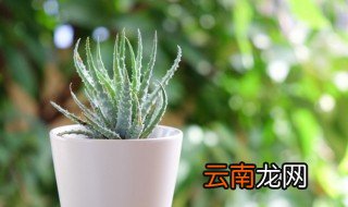 阳台辟邪摆件 阳台摆放什么可以辟邪