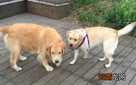 狗咬了30天打针有用不-狗咬人20天后仍健康是不是就没事了