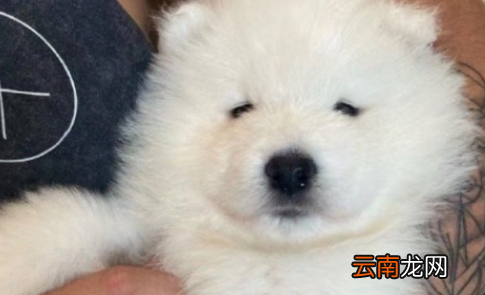 狗咬了30天打针有用不-狗咬人20天后仍健康是不是就没事了
