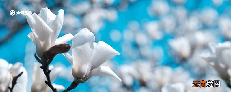 玉兰花是什么 玉兰花的生长环境