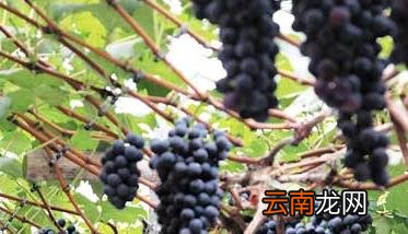夏黑葡萄种植技术 夏黑葡萄种植技术讲座