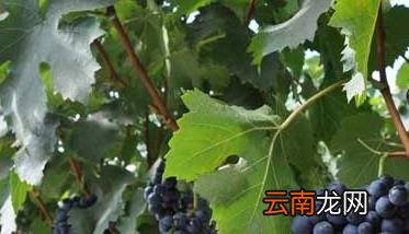 夏黑葡萄种植技术 夏黑葡萄种植技术讲座