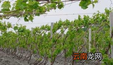 葡萄种植存在的问题 葡萄种植常见问题的回答