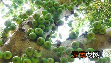 无花果栽培技术要点，无花果的种植技术与栽培技术