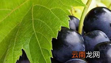 新疆葡萄的品种有哪些? 葡萄的品种有哪些?