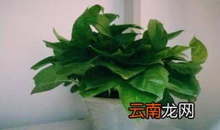 绿萝招鬼是哪几种鬼 一起来看看