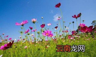 格桑花唯美花语 格桑花的花语是什么