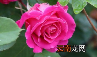 玫瑰适合什么季节播种，玫瑰什么季节播种比较好