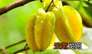 杨桃的味道像什么 杨桃的味道是什么