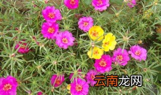太阳花枝条怎么保存 太阳花枝条冬天保存方法