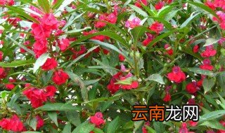 指甲草冬天保存方法 指甲草冬天保存方法图片