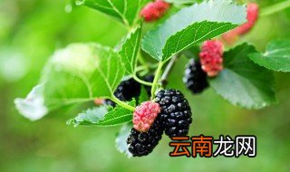 桑树的果实叫什么名字 桑树的果实叫什么名字有什么功效