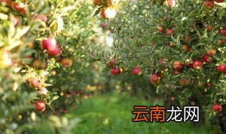 什么瓜果适合阴凉地方种植，冬季适合种植什么瓜果