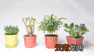 室内植物除虫有哪些 室内植物除虫有哪些方法