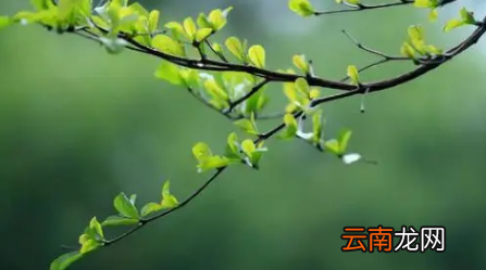 2022大学生清明假后返校要提供核算证明吗-清明节学生返校有什么限制