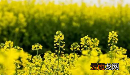 2022大学生清明假后返校要提供核算证明吗-清明节学生返校有什么限制