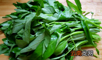 空心菜为什么不能切-空心菜要不要把菜叶摘掉