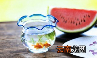 属牛家里摆放什么物件聚财，属牛家里摆放什么物件聚财辟邪