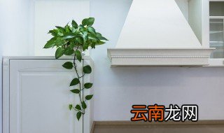 属马客厅摆放什么物件聚财 属马客厅摆放什么物件聚财最好