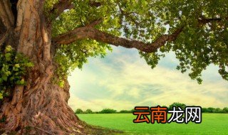 水位低的地方适合种植什么 水位低的地方适合种植什么蔬菜