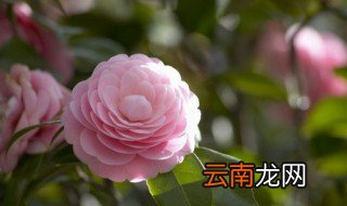 孤芳自赏下一句是什么 孤芳自赏下一句