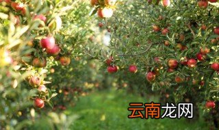 霜冻地方适合种植什么果树 霜冻地区适合种什么水果