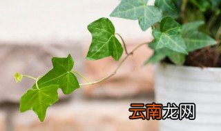 常春藤的种植和养护方法图片 常春藤的种植和养护方法