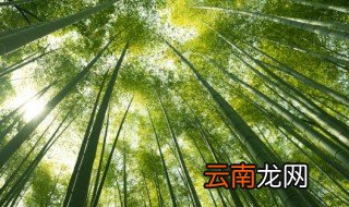 竹种子种植方法和注意事项视频 竹种子种植方法和注意事项