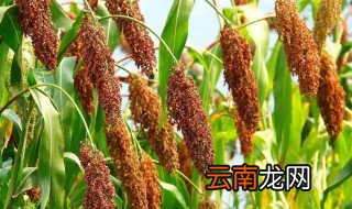 高粱适合什么地方种植最好 高粱适合什么地方种植