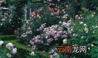 月季养护种植方法视频 月季养护种植方法