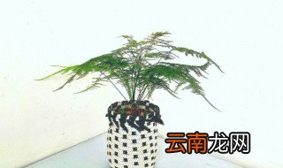 文竹的种植养护方法有哪些 文竹的种植养护方法