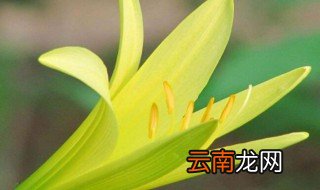 每个属相的招财花 每个属相的招财花是哪些
