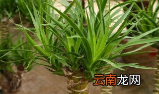 龙血树的寓意与风水作用，龙血树有什么寓意吗