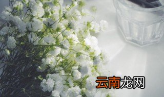 满天星的花语是什么意思 满天星的花语是什么