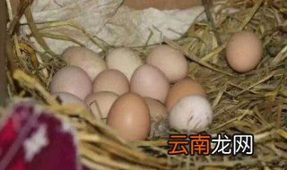 孵鸡蛋怎么选蛋 怎么样选择孵化蛋方法