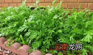 雪里红适合什么季节播种 雪里红何时播种及生长周期