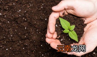 南方什么季节适合种植水果，南方什么季节适合种植水果黄瓜