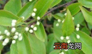 白芷适合什么季节播种，白芷什么时候种植最佳
