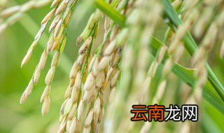 水稻适合什么季节播种 水稻在什么季节播种什么季节收获