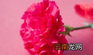 康乃馨适合什么季节播种 康乃馨在什么季节种最好