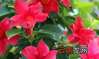 飘香滕种植与养护方法图片 飘香滕种植与养护方法