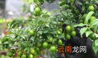 什么季节适合播种金弹子 什么季节适合播种金弹子苗