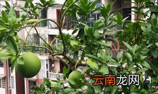 狗果树适合什么地方种植 狗果树适合什么地方种植呢