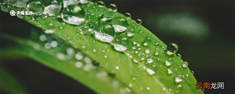 圣女果是水果还是蔬菜 圣女果上火还是降火