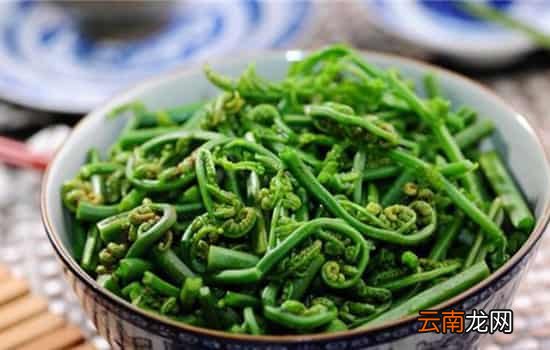 孕妇可以吃蕨菜吗 适量食用蕨菜好处多